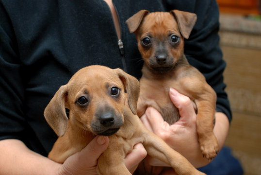 cuccioli di cane