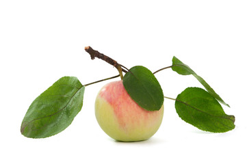 apple with leaves