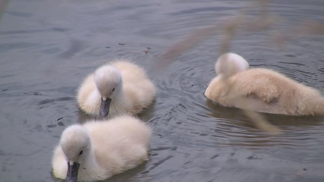 Schwank&uuml;ken im See