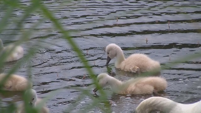 Schwank&uuml;ken im See