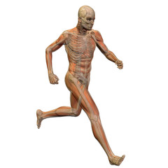 High resolution conceptual 3D human for anatomy