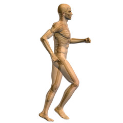 High resolution conceptual 3D human for anatomy