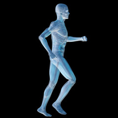 High resolution conceptual 3D human for anatomy