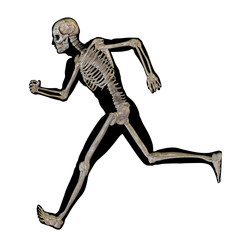 High resolution conceptual 3D human for anatomy