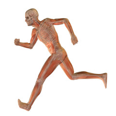 High resolution conceptual 3D human for anatomy