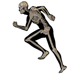 High resolution conceptual 3D human for anatomy