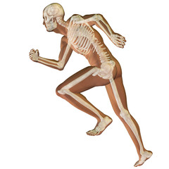 High resolution conceptual 3D human for anatomy