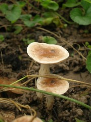 funghi
