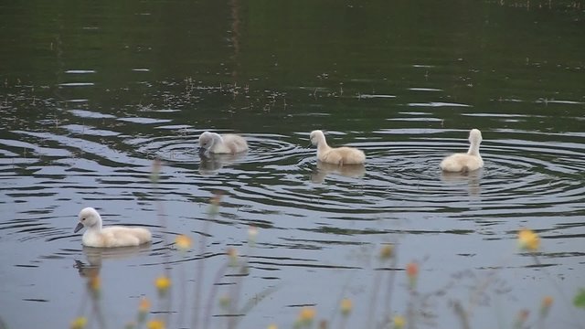 Schwank&uuml;ken im Teich
