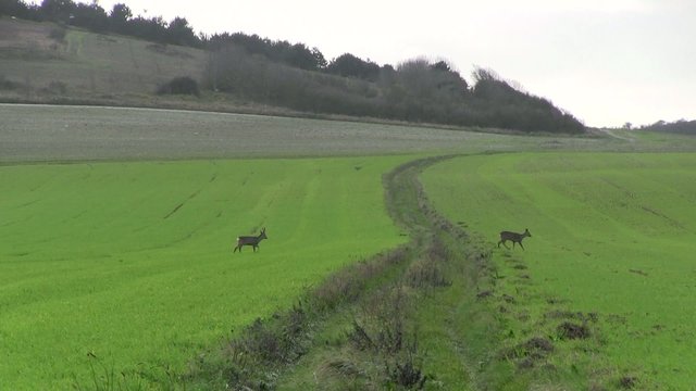 couple de chevreuils