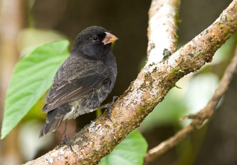 Small Ground-Finch