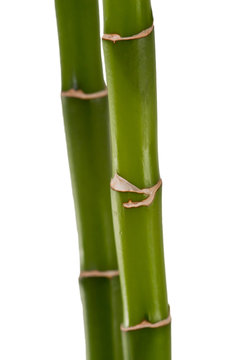 Bambus / Bamboo