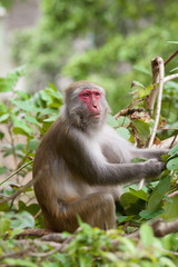 Monkey ape eating the seeds