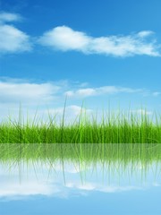 Green grass over a blue sky background