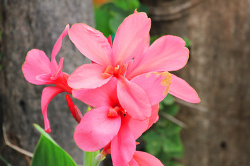 Flowers in Thailand.