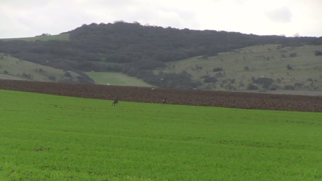 chevreuils se sauvant