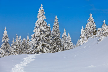 forest with pines in winter