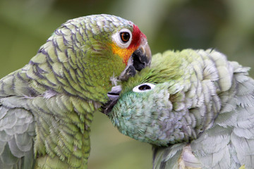 Blaustirnamazone und Gelbwangenamazone