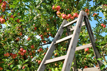 Äpfel ernten