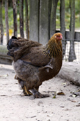Brahma-Huhn