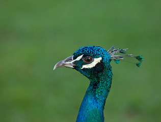 Peacock head shot