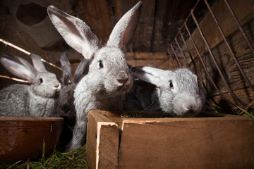 Fototapeta premium Young rabbits popping out of a hutch
