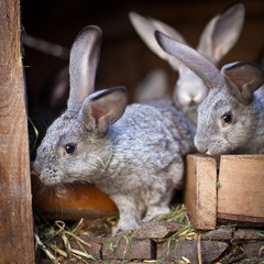 Young rabbits popping out of a hutch