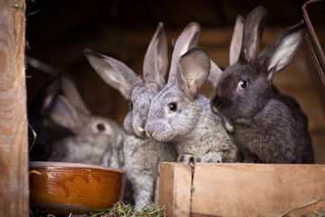 Fototapeta premium Young rabbits popping out of a hutch