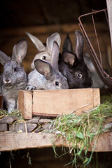 Fototapeta premium Young rabbits popping out of a hutch