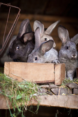Fototapeta premium Young rabbits popping out of a hutch