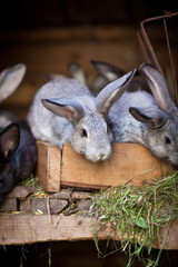 Young rabbits popping out of a hutch