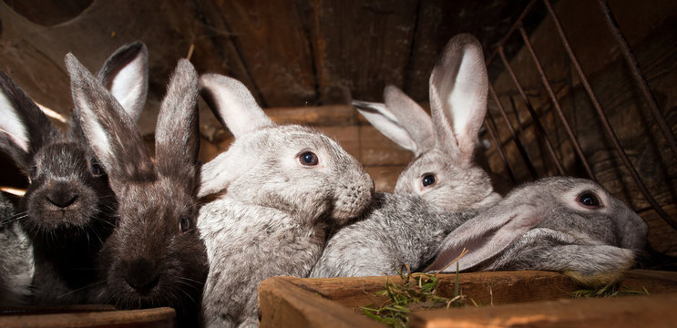 Young rabbits popping out of a hutch
