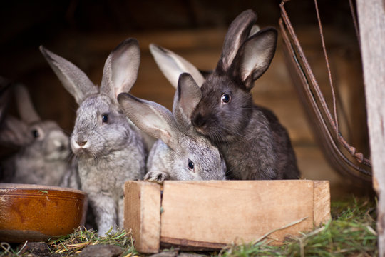 Young rabbits popping out of a hutch