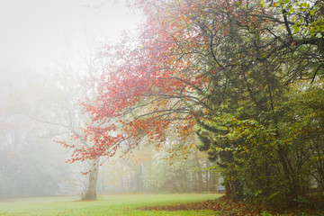 Autumn - Colorful trees in the mist