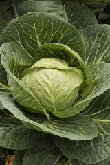 Fototapeta premium Cabbage in the garden