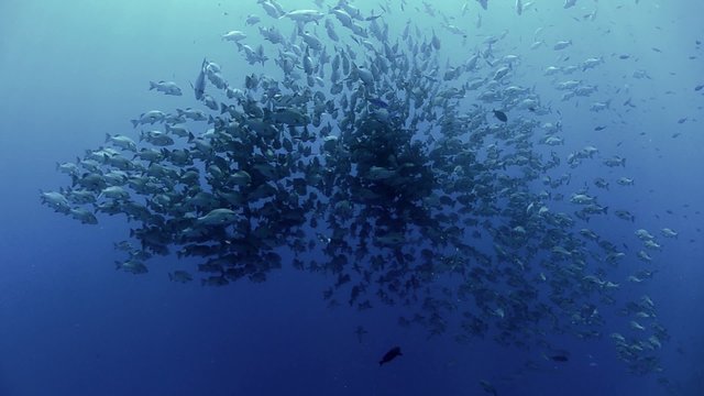 Large school/shoal of Bohar snapper