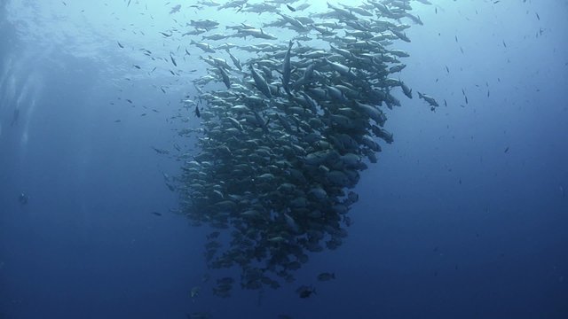 Large school/shoal of Bohar snapper