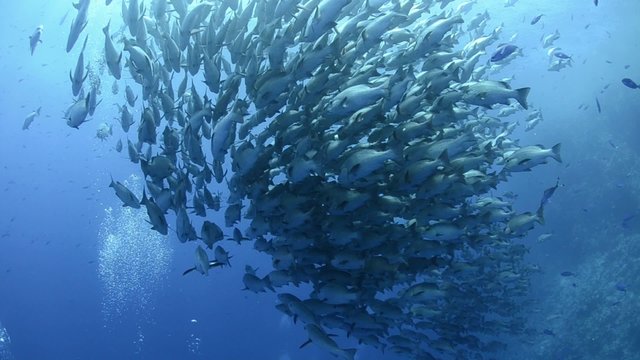 Large school/shoal of Bohar snapper