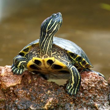 Schildkr&ouml;te