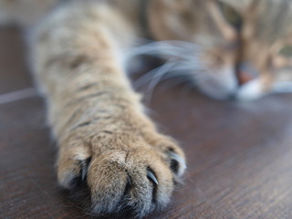 paw