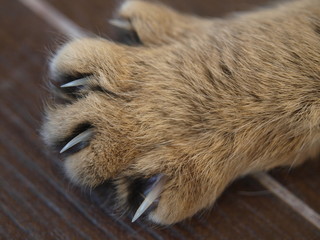 cat's paw