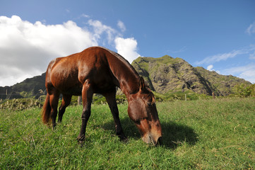 Horse eats in a field with mountains