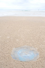 Fototapeta na wymiar Jellyfish na piasku