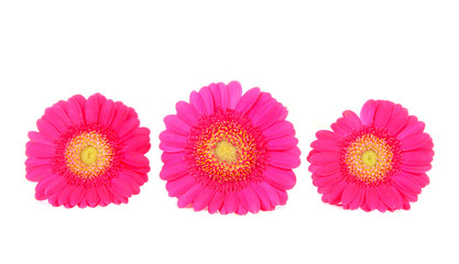 Three pink Gerber flowers in a row