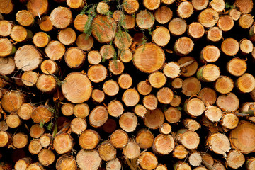 Fototapeta premium Pile of felled trunks ready to be loaded