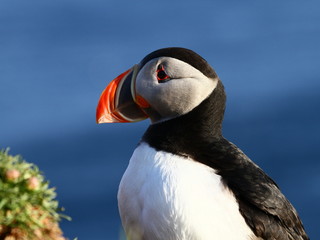 Naklejka premium puffin