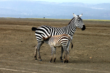 Naklejka premium zebra che allatta