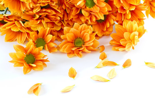 orange flowers Chrysanthemum