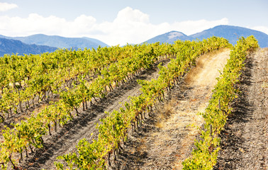 Fototapeta na wymiar vineyars near Saint-Paul-de-Fenouillet, Languedoc-Roussillon, Fr