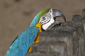 Gelbbrustara klettert einen Zaun hoch